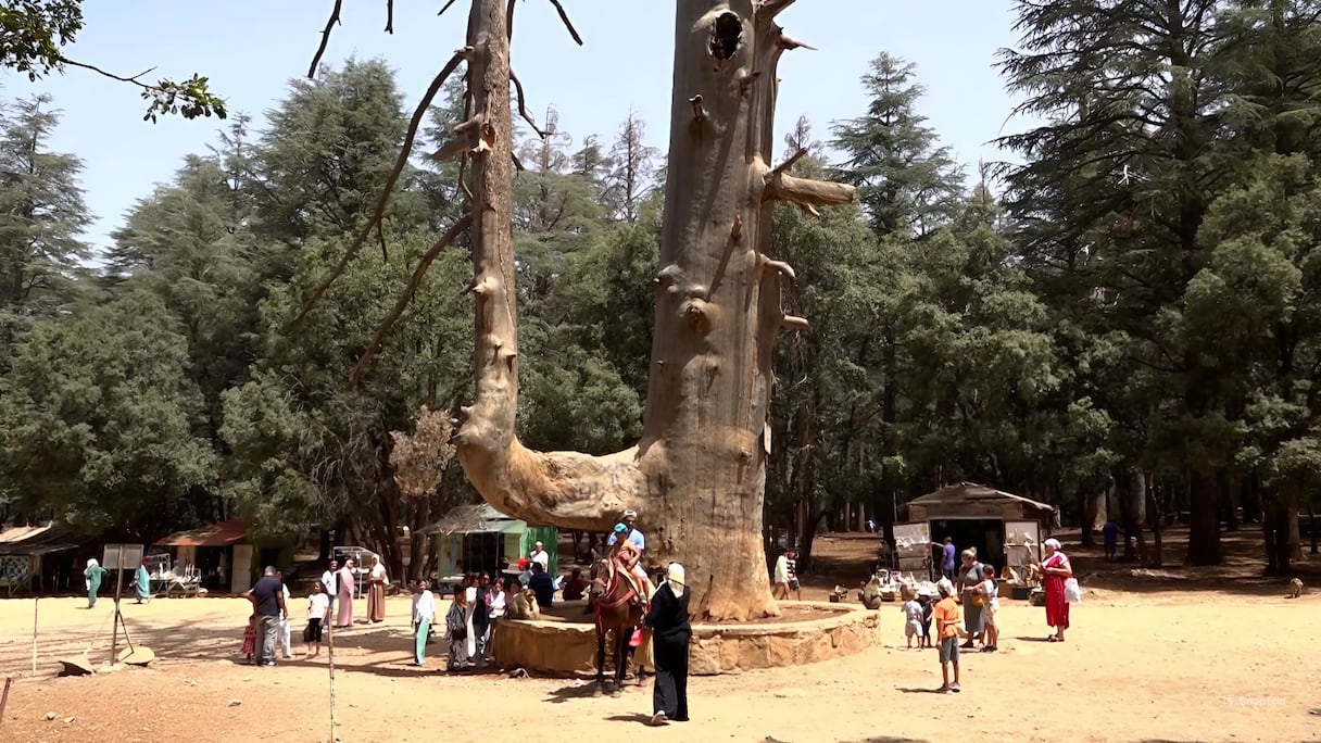 سيدر غورو.. موقع سياحي إيكولوجي يستقطب عشاق السياحة الغابوية بإقليم إفران