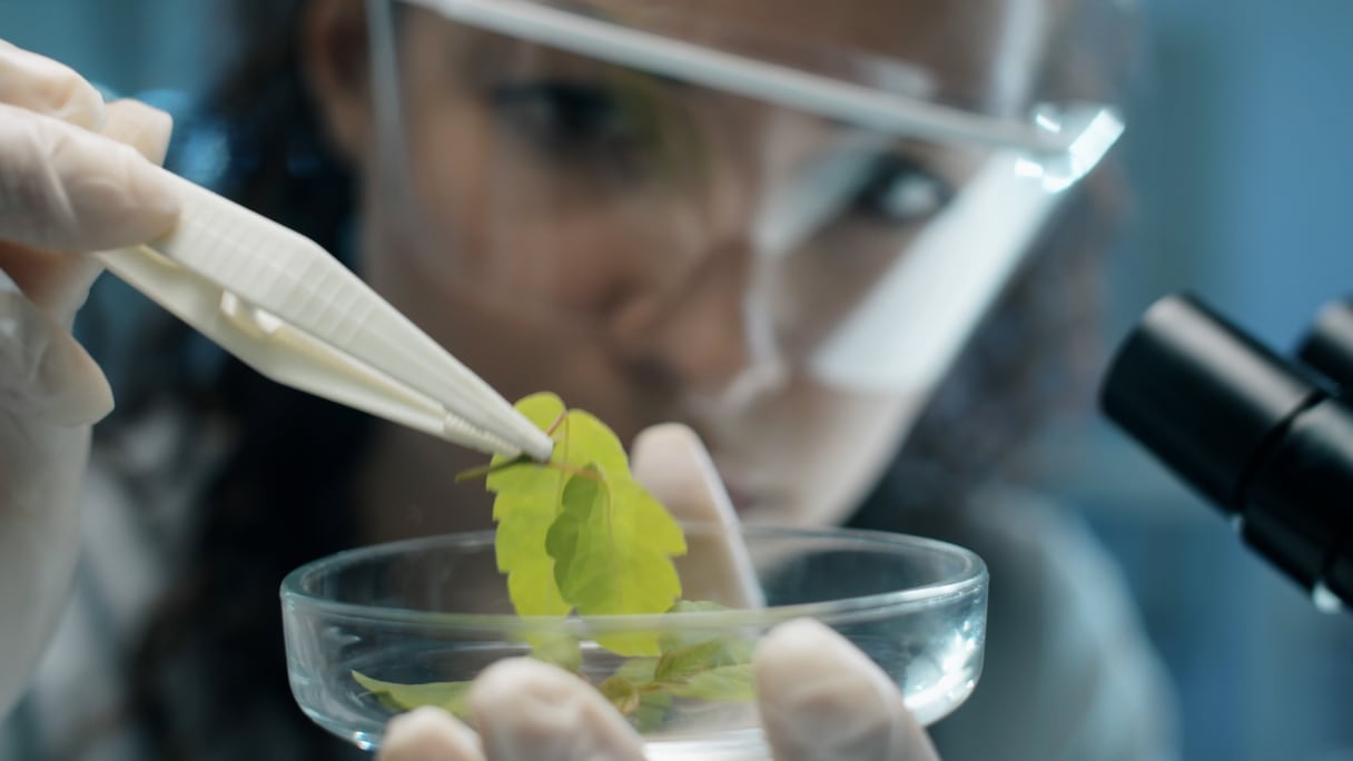 هذه تفاصيل بيع منتجات مصنوعة من القنب الهندي في صيدليات المغرب