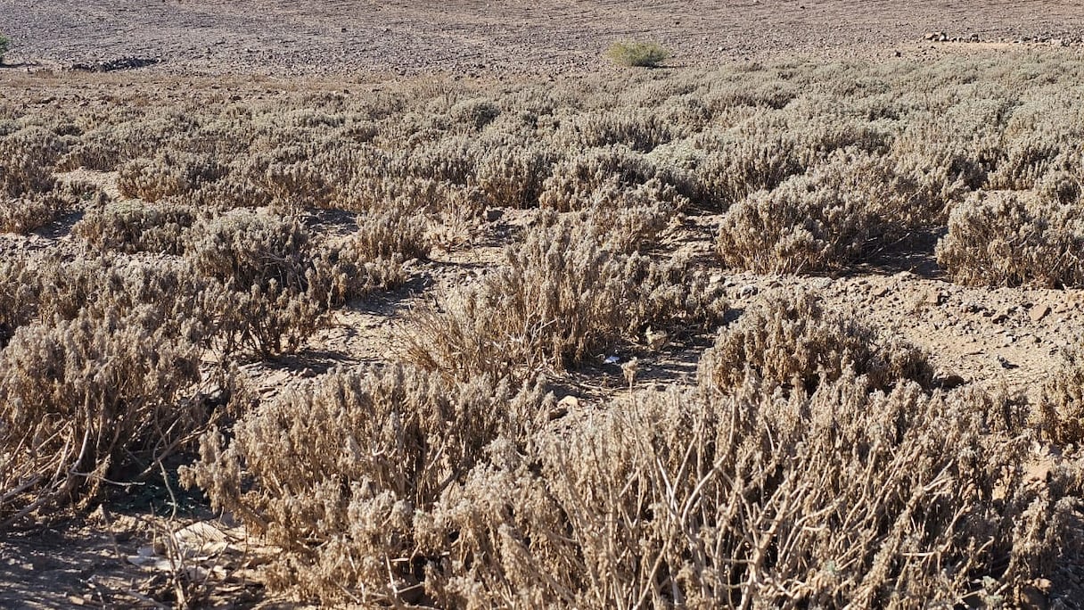 خاص (Le360) جفاف حقول الشيبة بالدواوير المجاورة لسد المسيرة بسبب نقص الماء