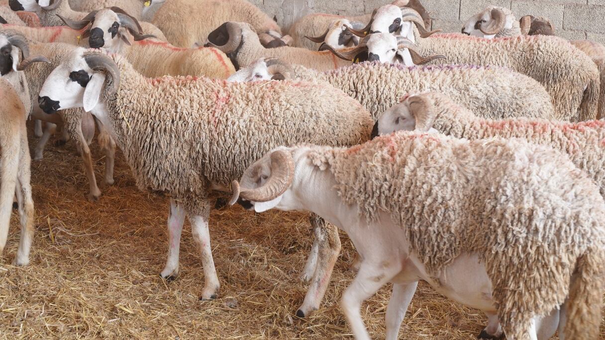 أكباش الصردي