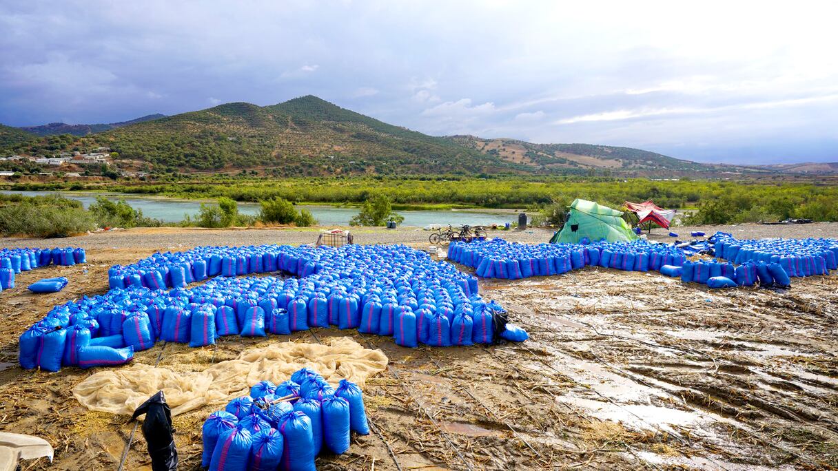 الذرة العلفية في منطقة الغرب: ركيزة لتعزيز الثروة الحيوانية والتنمية المستدامة