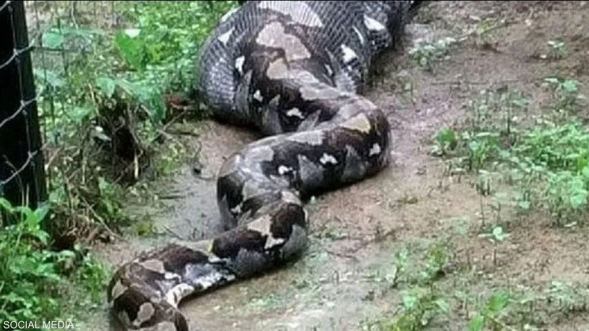 ثعبان ضخم "صورة تعبيرية"