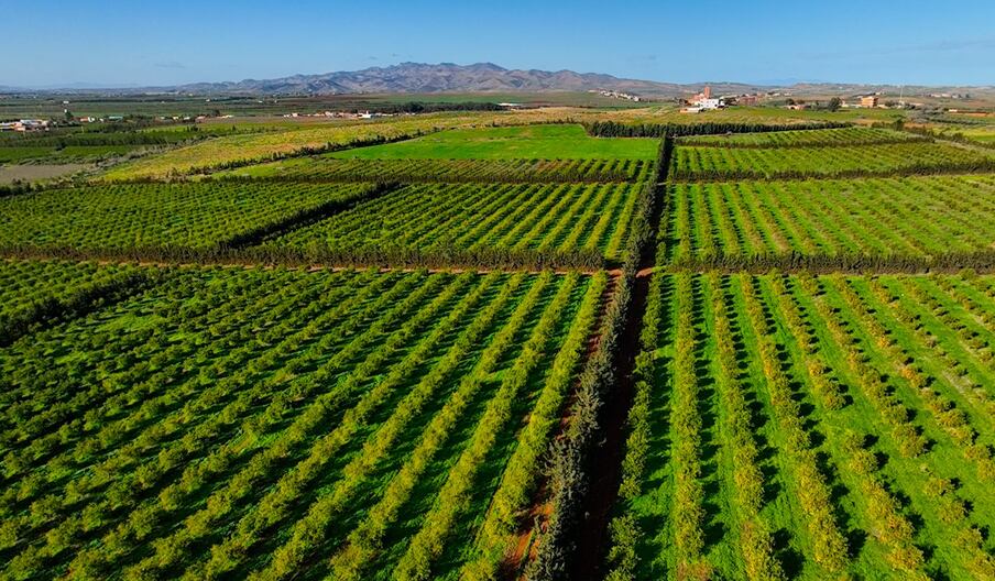 155 ملم تنهي تسع سنوات من الجفاف.. تساقطات استثنائية تنعش الفلاحة بجهة الشرق