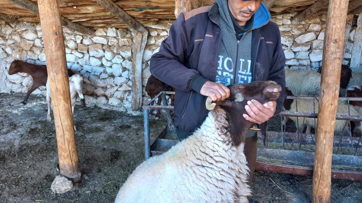 فيروس مُعدٍ وقاتل يصيب رؤوس الأغنام بجهة فاس