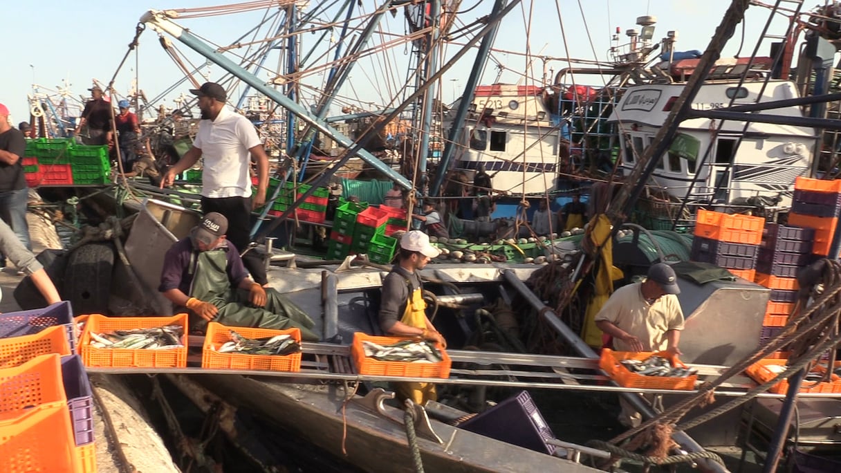 رغم قساوة الطقس.. مراكب الصيد بالداخلة توفر الأسماك لتغطية حاجيات السوق