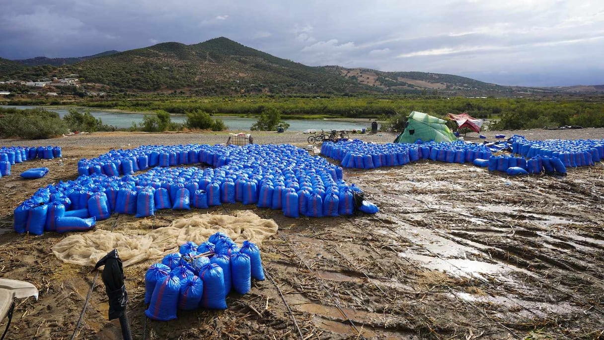 زراعة الذرة