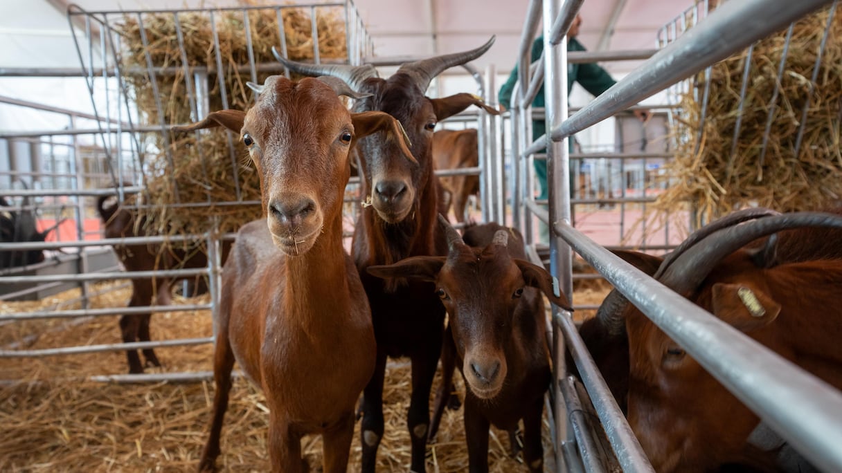 افتتاح الدورة الخامسة عشرة للمعرض الجهوي للماعز