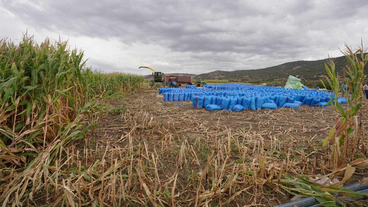 زراعة الذرة