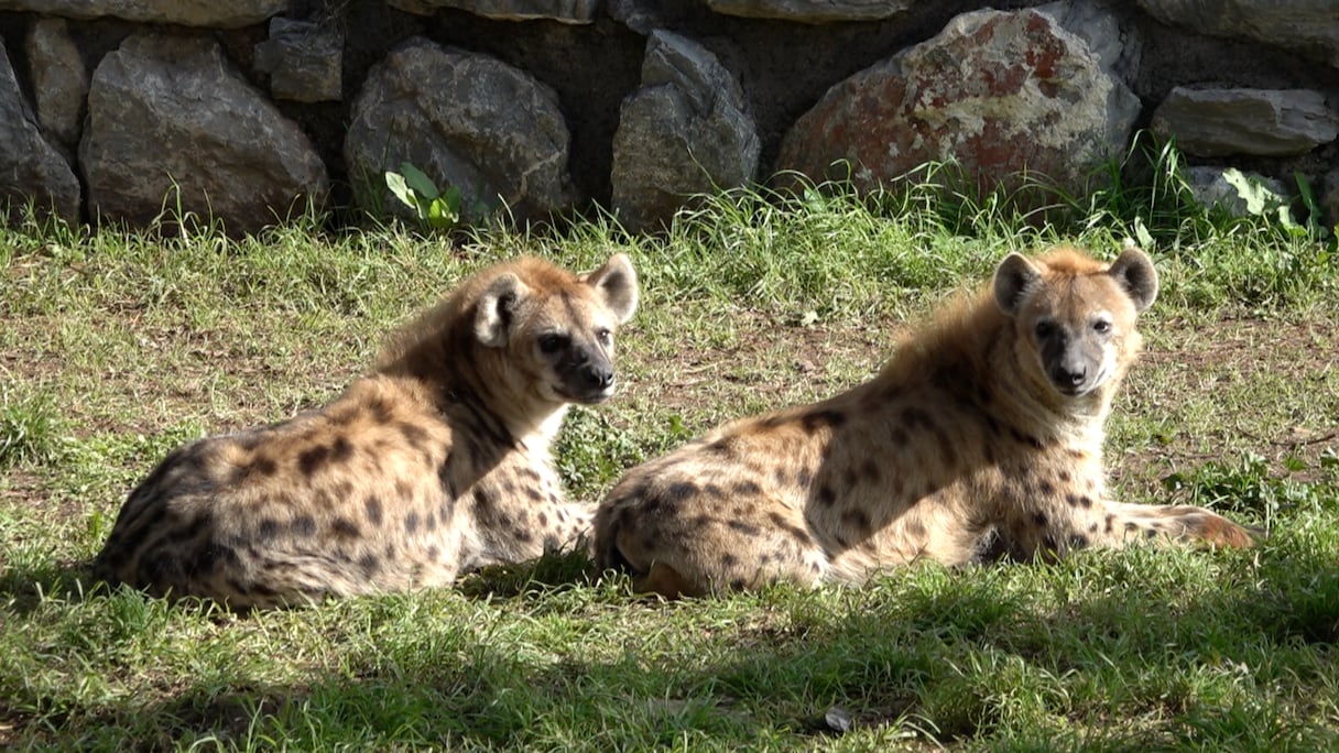 حديقة الحيوان عين السبع