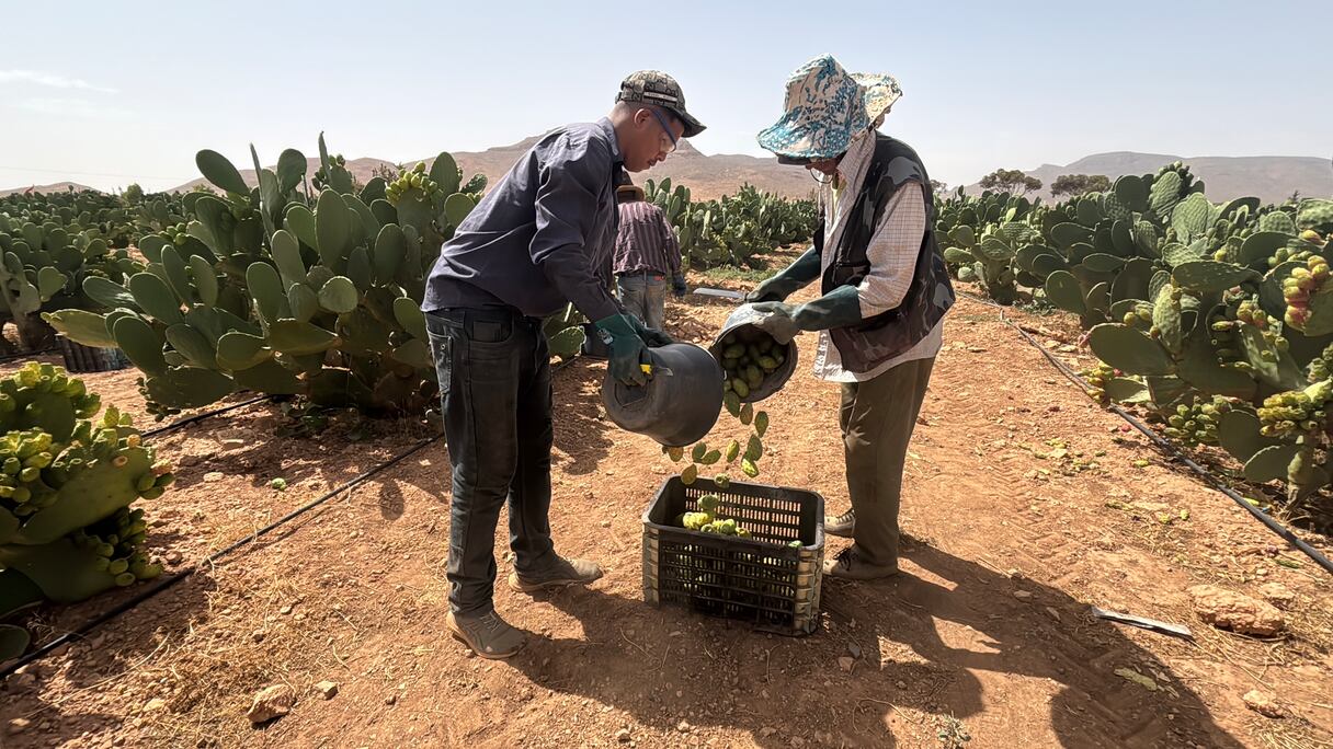 انطلاق موسم جني "الهندية" بإقليم جرادة وسط توقعات بمحصول استثنائي