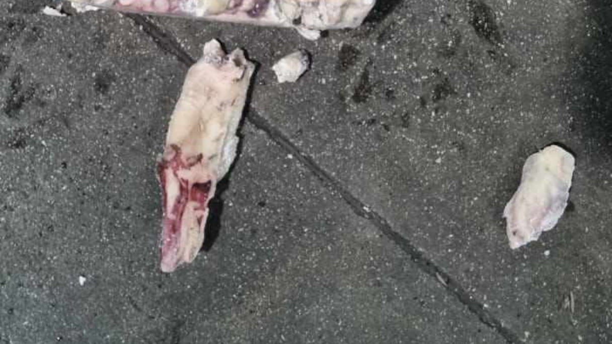 حجز المخدرات وسط الأسماك المجمدة