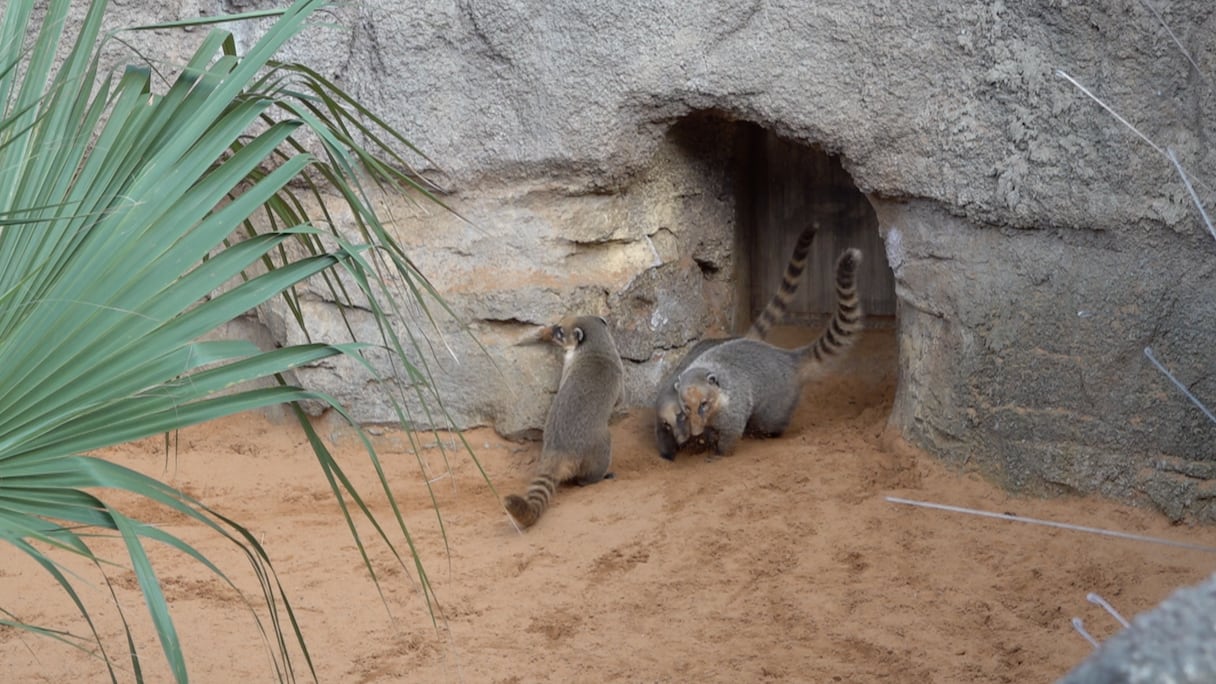 حديقة الحيوان عين السبع