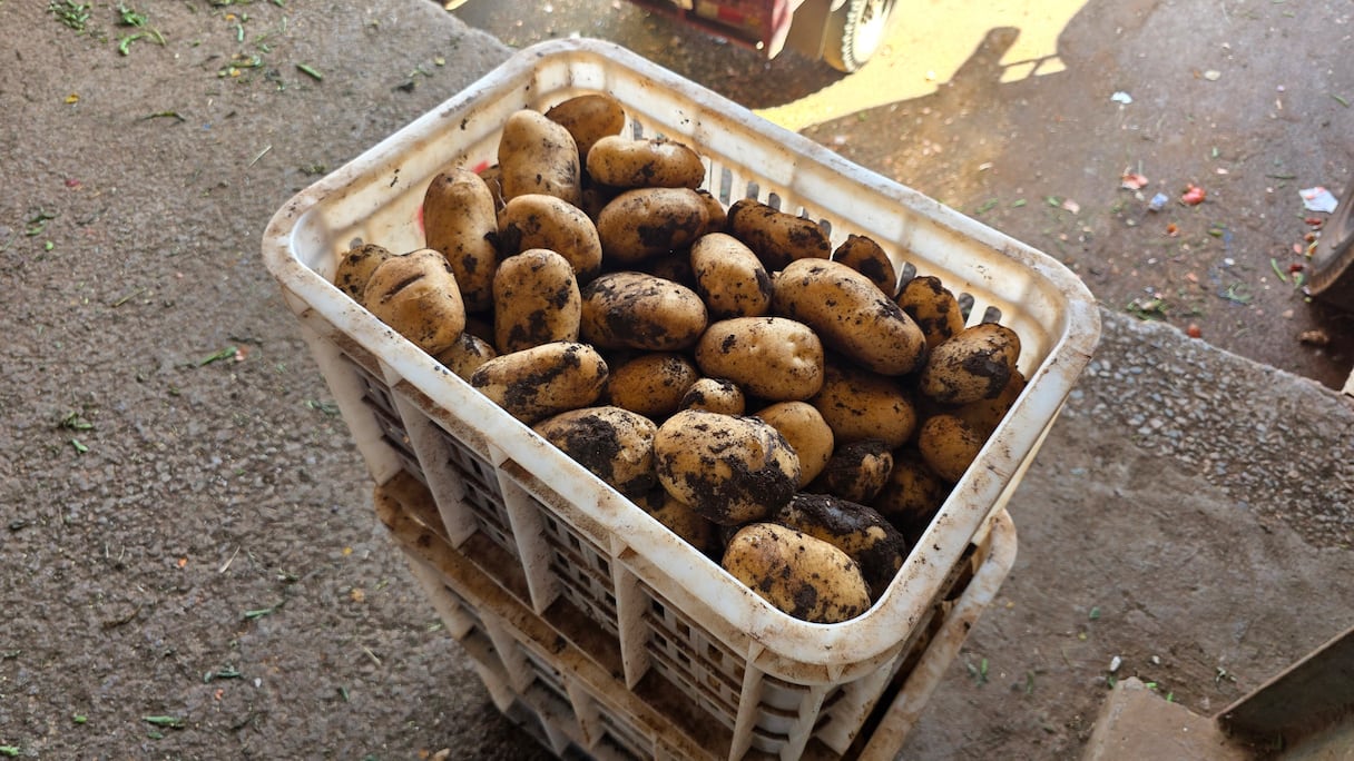 البطاطس