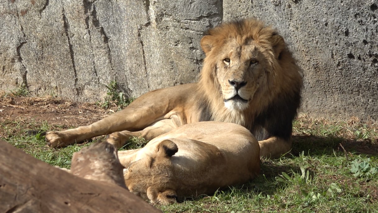 حديقة الحيوان عين السبع
