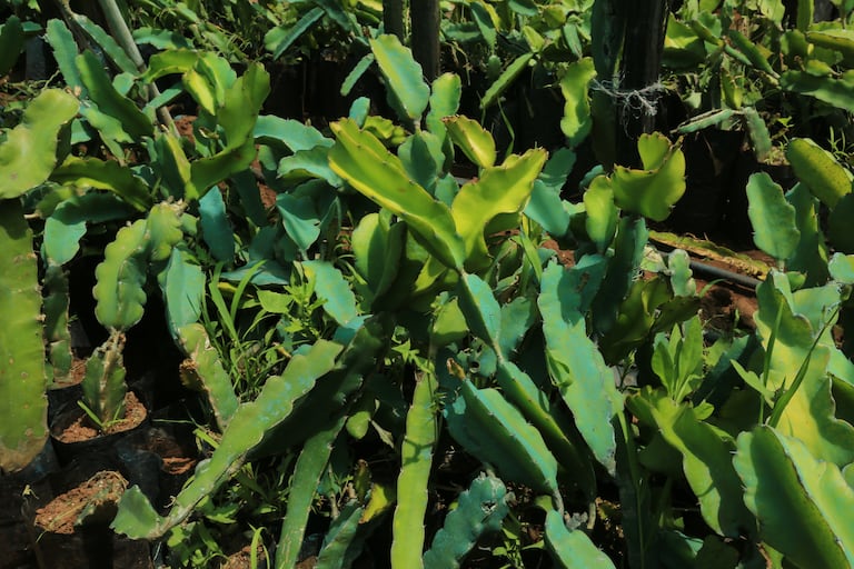 زراعة فاكهة التنين "الدراغون"