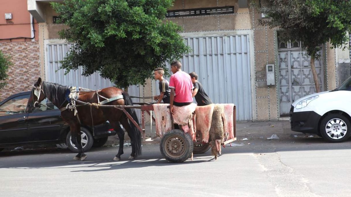 جمع "البطاين" من أجل إعادة بيعها مهنة أخرى تظهر مباشرة بعد ذبح الأضاحي يوم العيد
