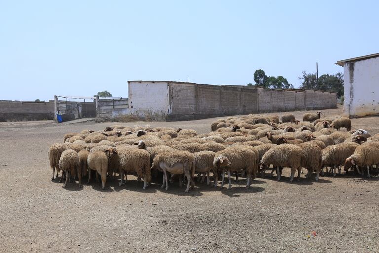 سلالة مغربية جديدة من الأغنام من مميزاتها ولادة التوائم