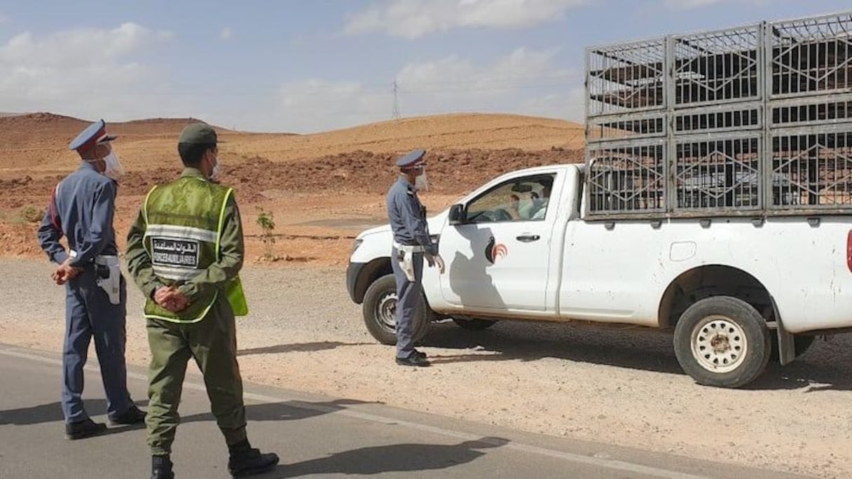 عناصر من الدرك يوقفون ناقلة متخصصة في نقل المواشي (صورة تعبيرية)
