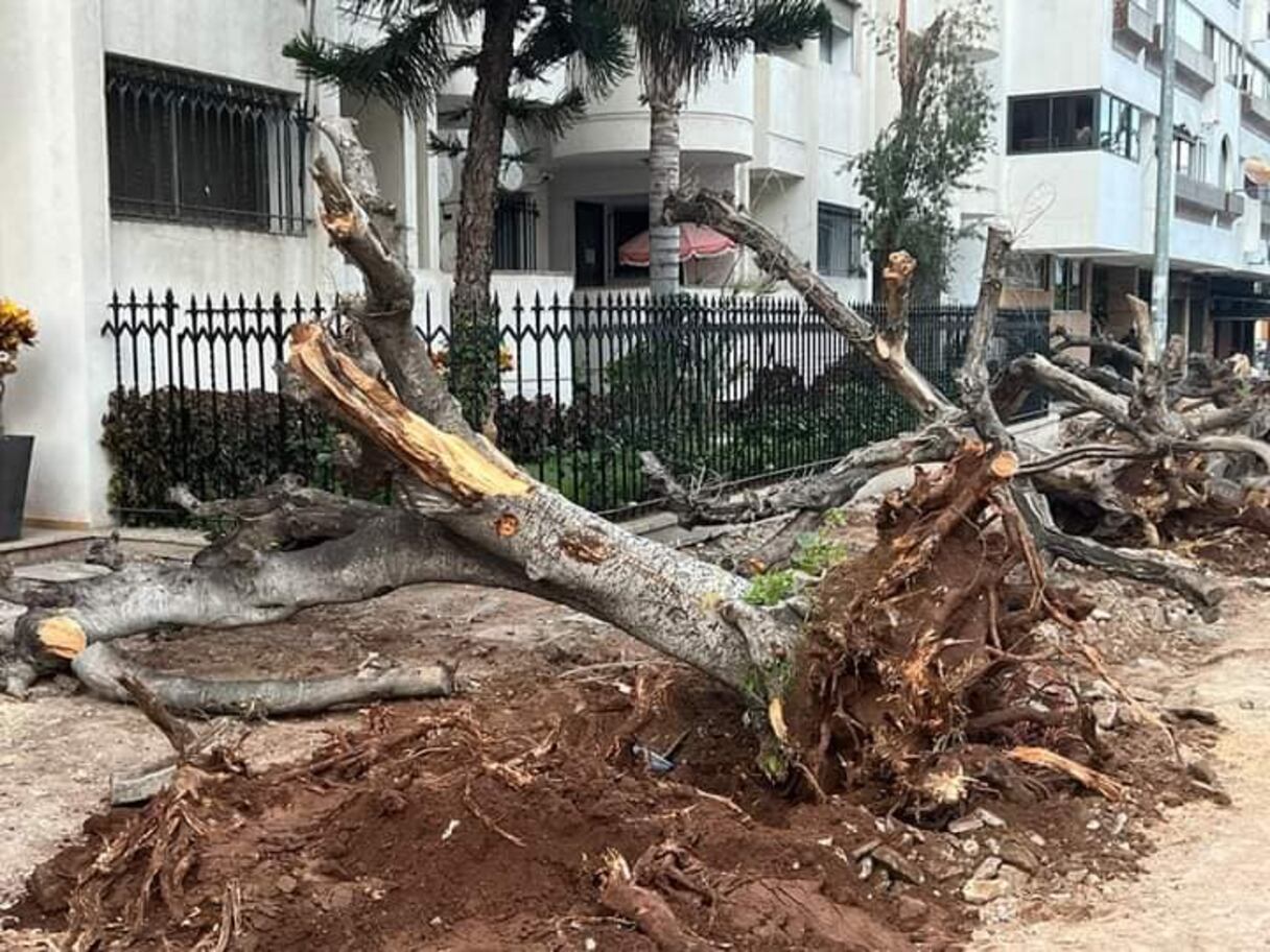 قطع أشجار شارع حسن السكتاني بالدار البيضاء