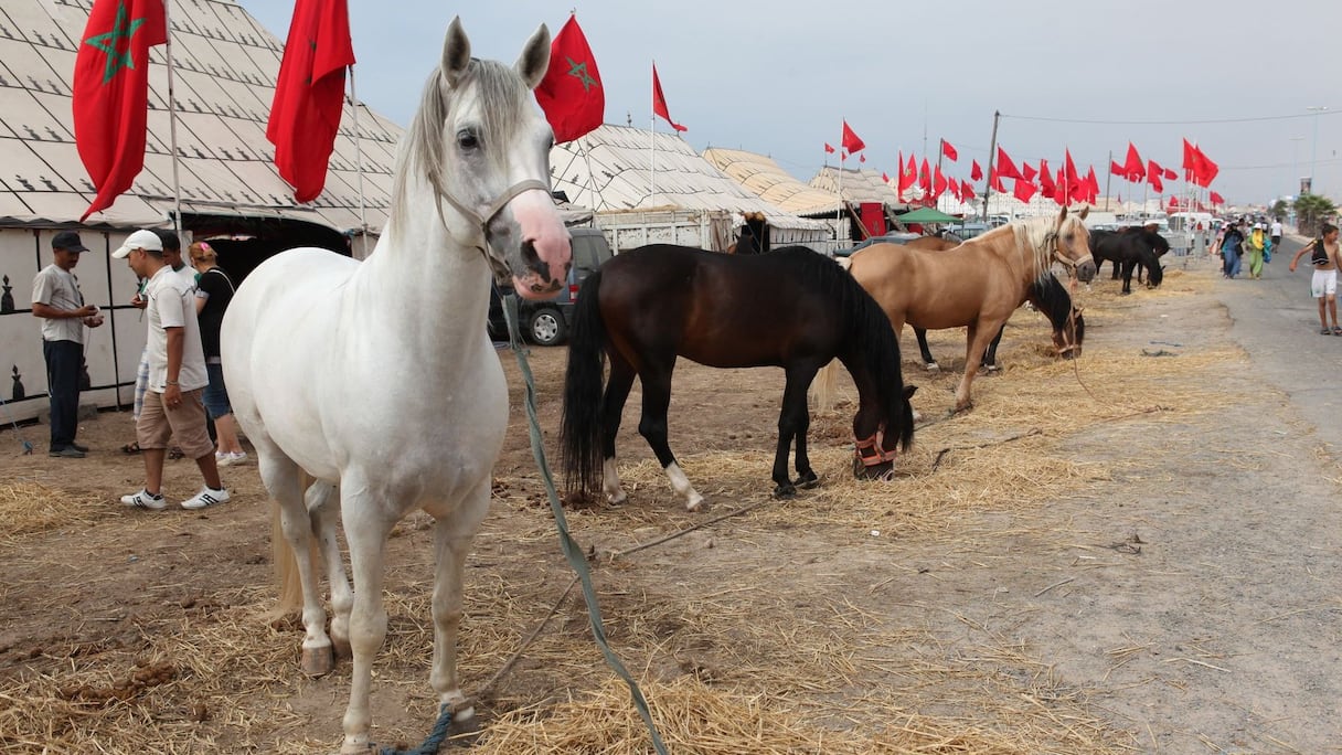 خيول تنتظر انطلاق مهرجان التبوريدة
