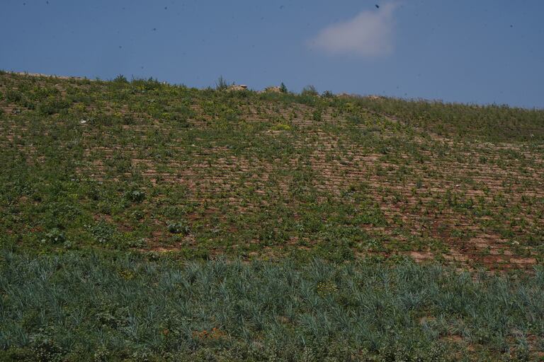 منزه مديونة