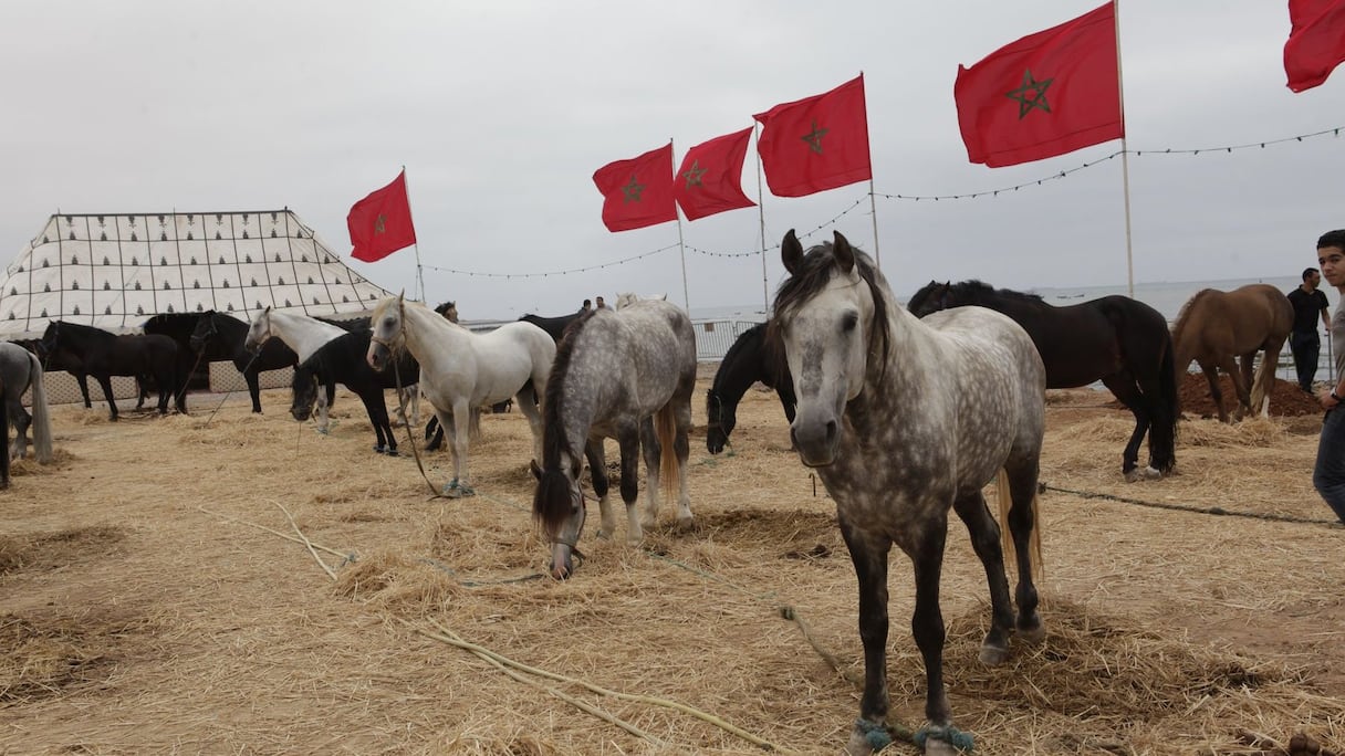 خيول هادئة في انتظار صولات وجولات التبوريدة
