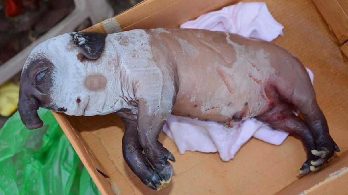 خنوص بخرطوم محل فمه
