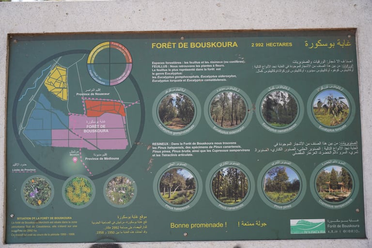 غابة بوسكورة