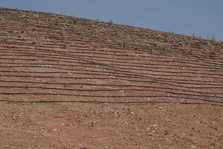 منزه مديونة