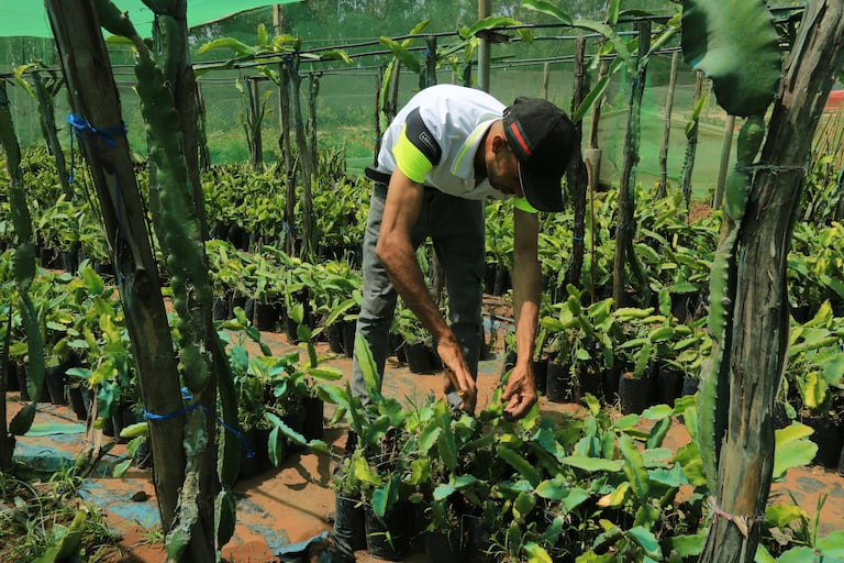 زراعة فاكهة التنين "الدراغون"