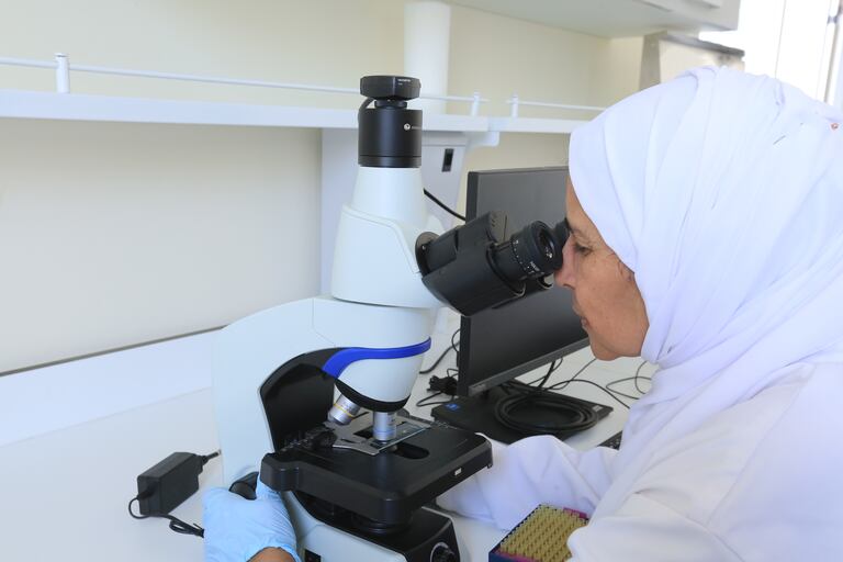 عملية التلقيح الاصطناعي للأغنام داخل إحدى ضيعات المعهد الوطني للبحث الزراعي بالرباط