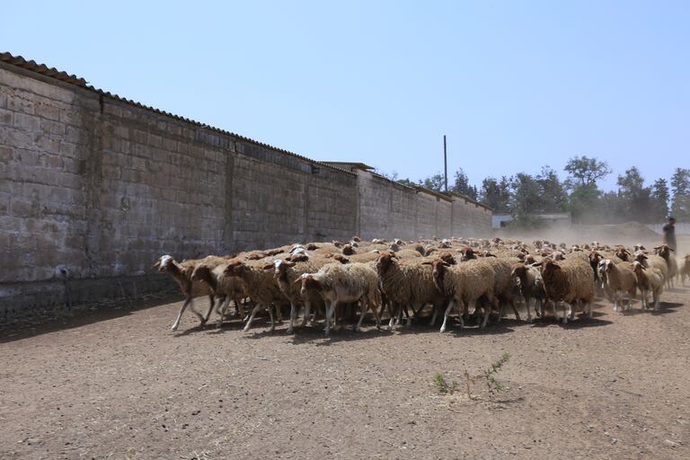عملية التلقيح الاصطناعي للأغنام داخل إحدى ضيعات المعهد الوطني للبحث الزراعي بالرباط