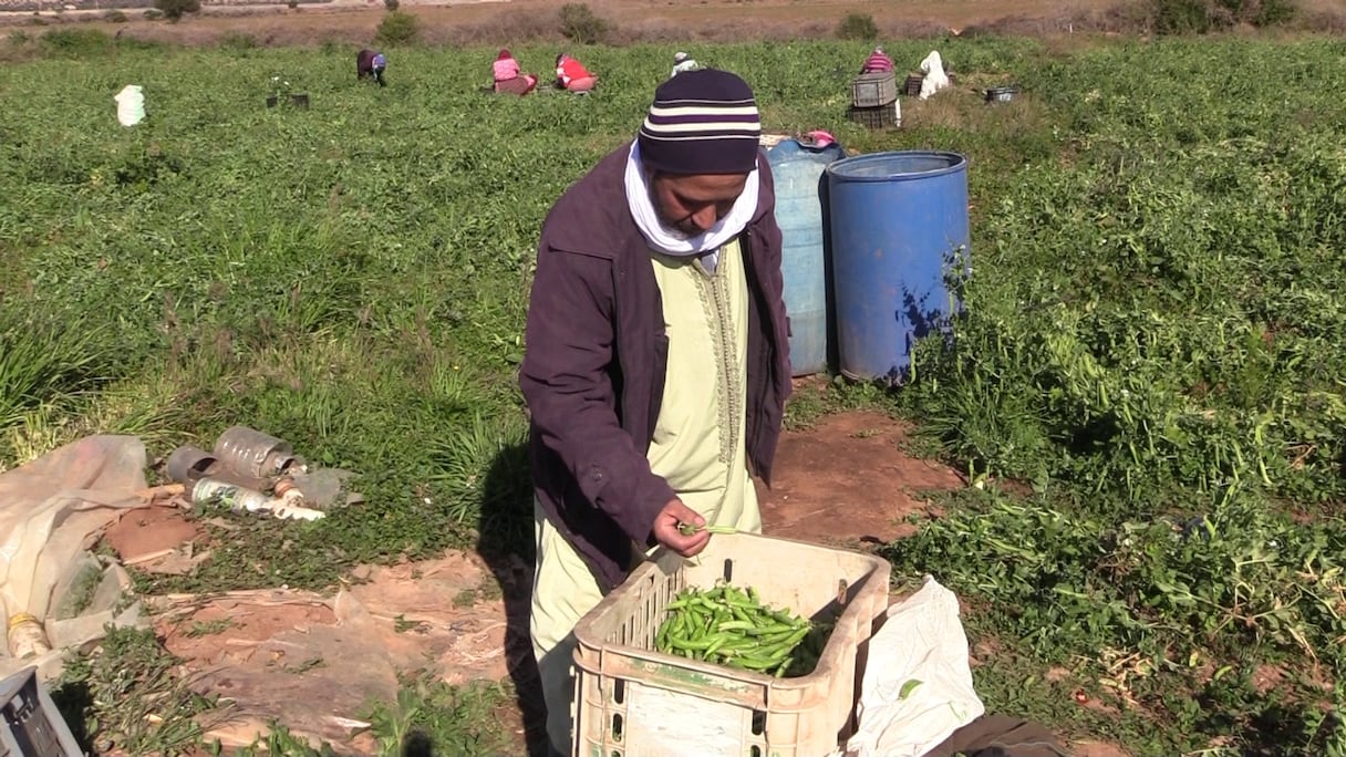 فلاح بمدينة تارودانت يشتكي من الجريحة وغلاء الأسمدة