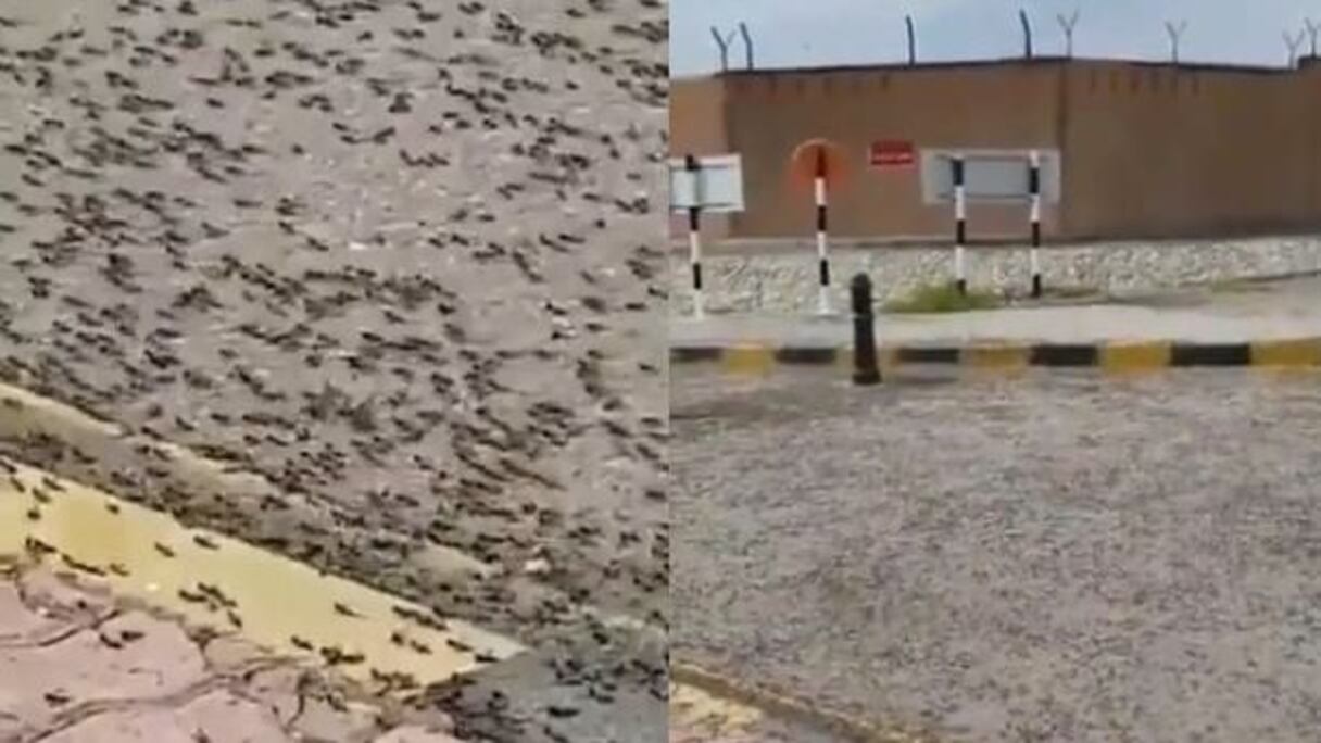 جراد يغزو سلطنة عمان