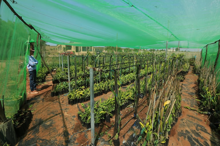 زراعة فاكهة التنين "الدراغون"