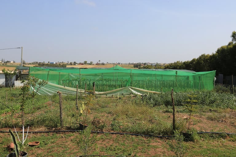 زراعة فاكهة التنين "الدراغون"