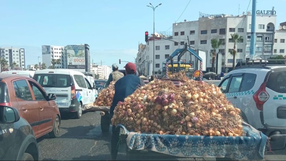 العربات المجرورة بالحيوانات تشوه حضارة العاصمة الاقتصادية للمملكة
