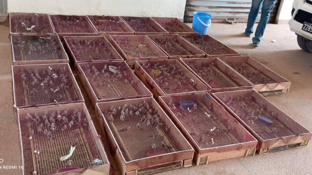 طيور الحسون المهربة