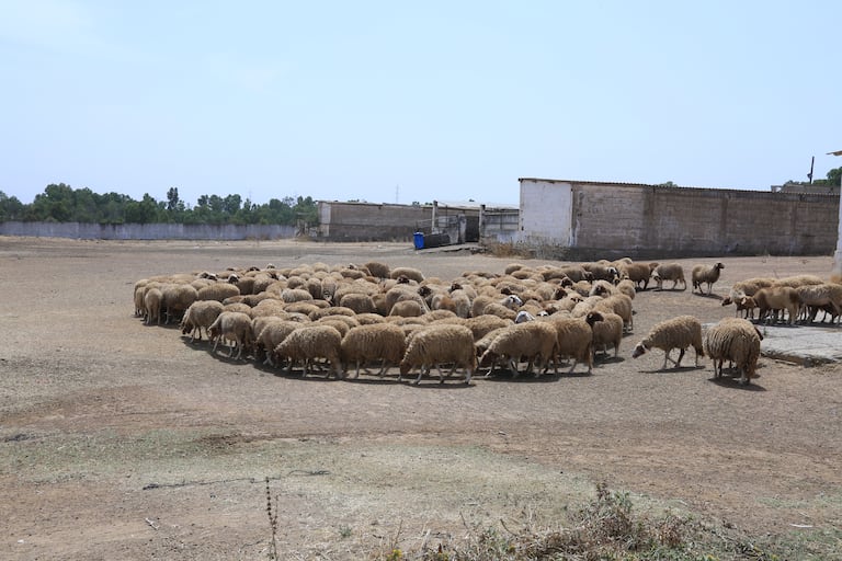سلالة مغربية جديدة من الأغنام من مميزاتها ولادة التوائم