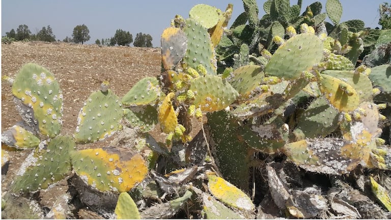 الحشرة القرمزية تدمر نبات الصبار (أونسا)