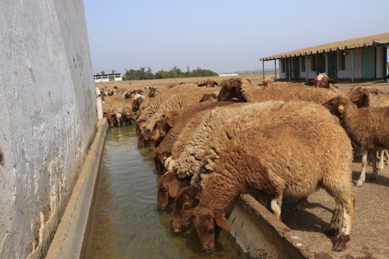 سلالة مغربية جديدة من الأغنام من مميزاتها ولادة التوائم