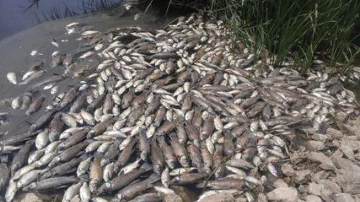 نفوق أسماك بحيرة تيفوناسين
