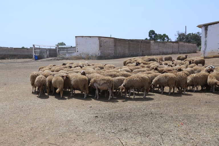 عملية التلقيح الاصطناعي للأغنام داخل إحدى ضيعات المعهد الوطني للبحث الزراعي بالرباط
