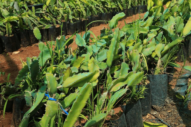 زراعة فاكهة التنين "الدراغون"