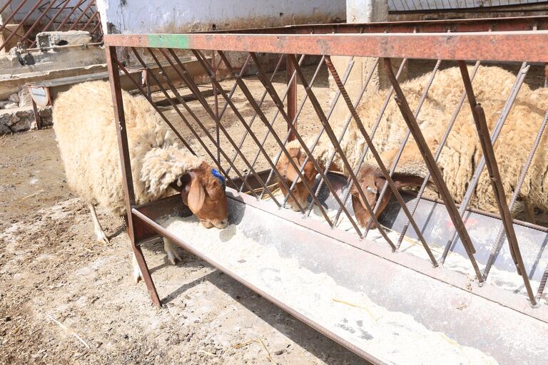 سلالة مغربية جديدة من الأغنام من مميزاتها ولادة التوائم