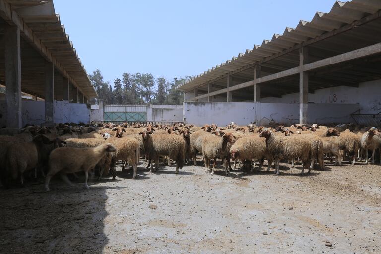 سلالة مغربية جديدة من الأغنام من مميزاتها ولادة التوائم