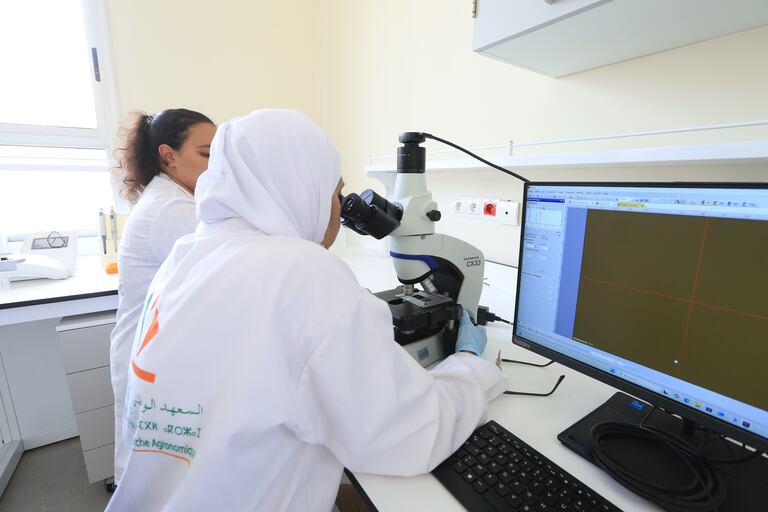 عملية التلقيح الاصطناعي للأغنام داخل إحدى ضيعات المعهد الوطني للبحث الزراعي بالرباط