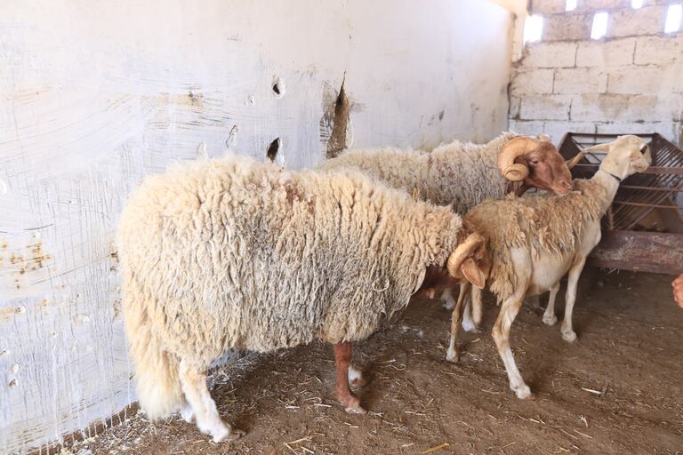 عملية التلقيح الاصطناعي للأغنام داخل إحدى ضيعات المعهد الوطني للبحث الزراعي بالرباط