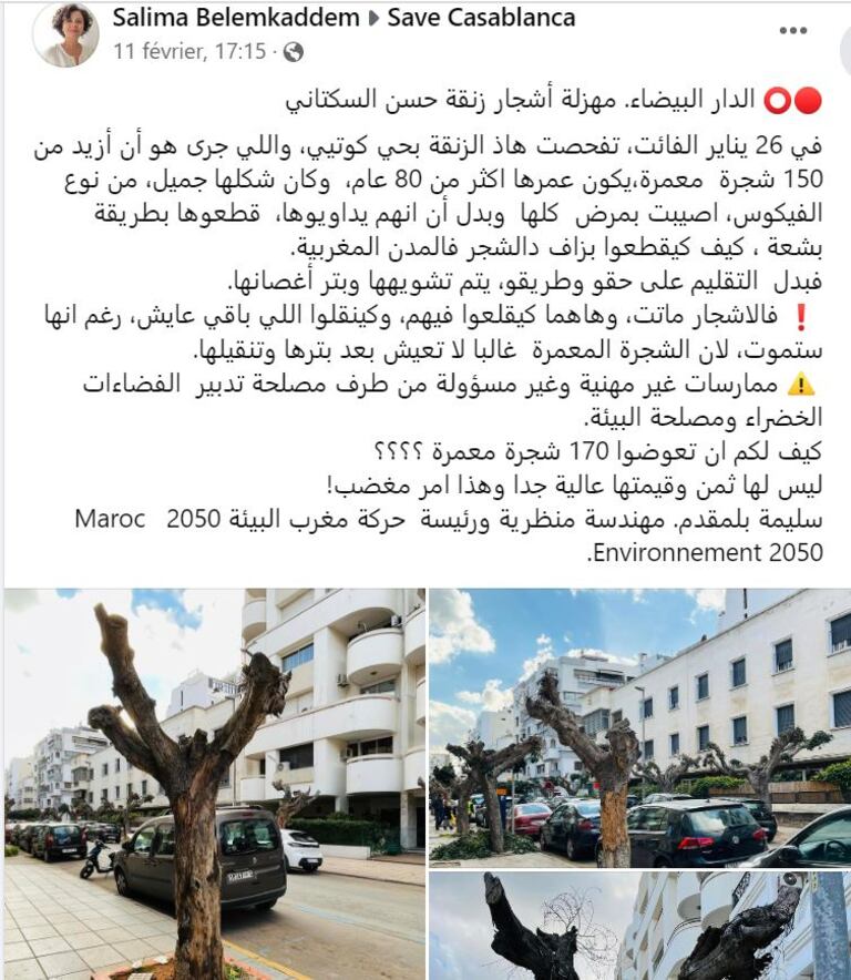 تدوينة سليمة بلمقدم مهندسة منظرية ورئيسة حركة مغرب البيئة 2050 حول موضوع قطع أشجار شارع حسن السكتاني بالدار البيضاء