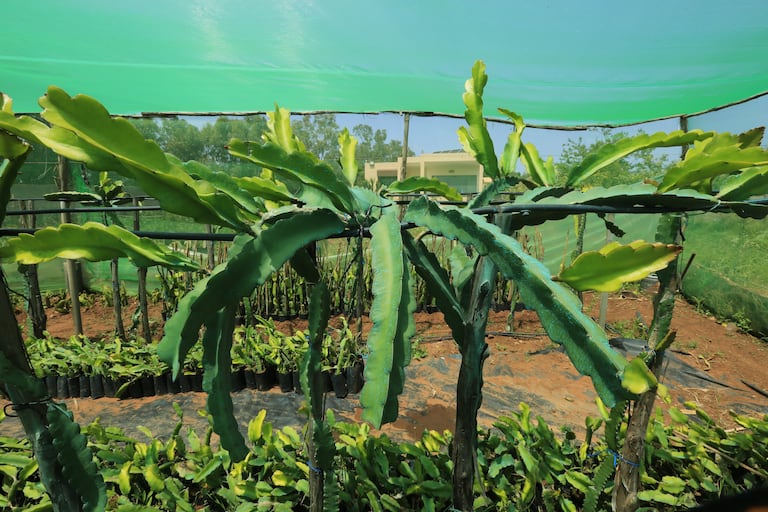 زراعة فاكهة التنين "الدراغون"